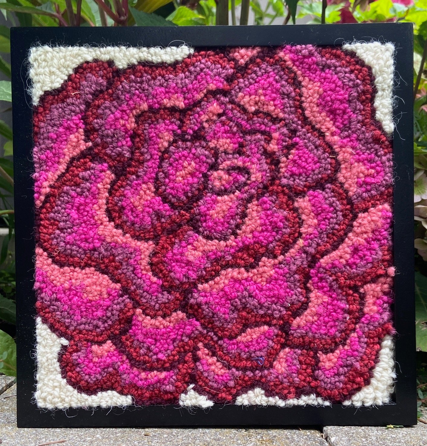 Rose in Bloom
